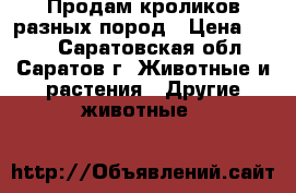 Продам кроликов разных пород › Цена ­ 400 - Саратовская обл., Саратов г. Животные и растения » Другие животные   